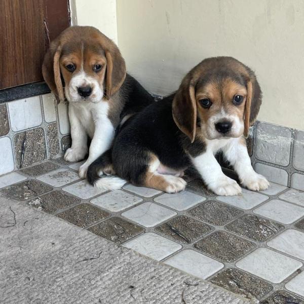 All types of Dogs Breed Puppie