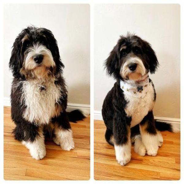 At Sion Pet Clinic, we provide