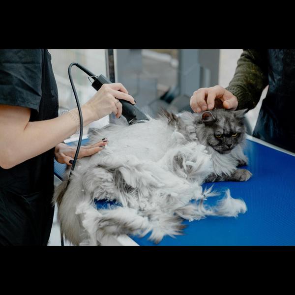 Our cat grooming services incl