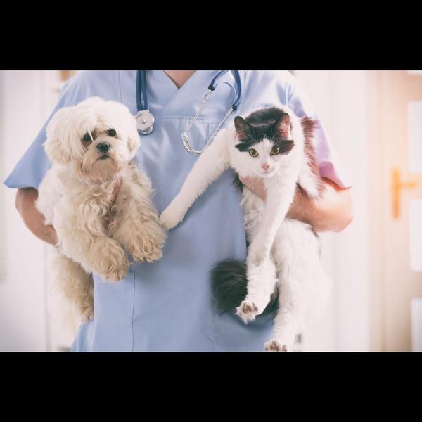 At Nagpada Pet Clinic, we prov