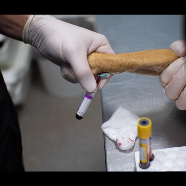 Blood tests help evaluate your