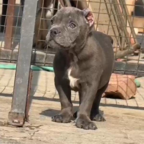 All types of Dogs Breed Puppie
