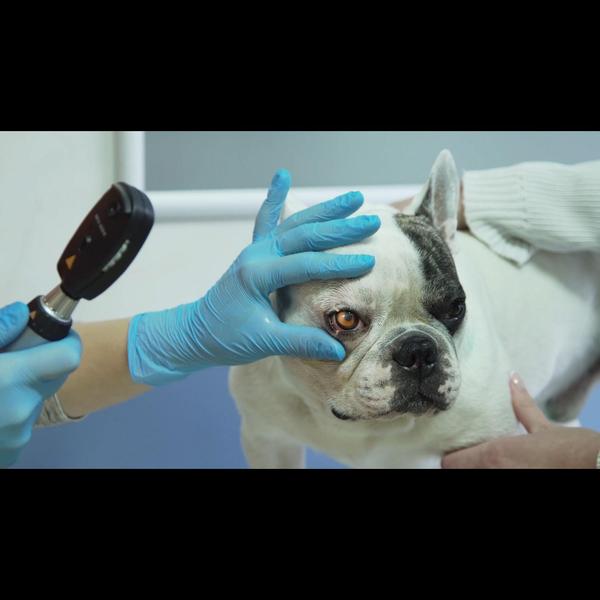 At Sion Pet Clinic, we provide