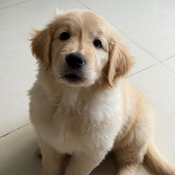 Pet 🐕 clinic and pet 🐕 shop