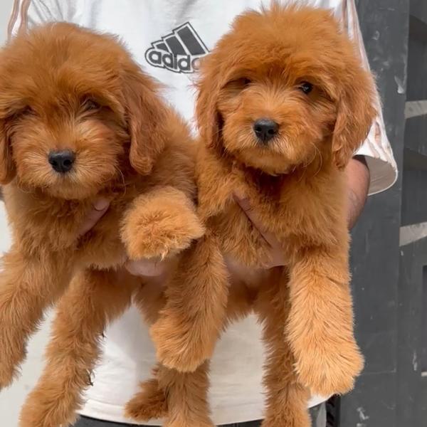All types of Dogs Breed Puppie