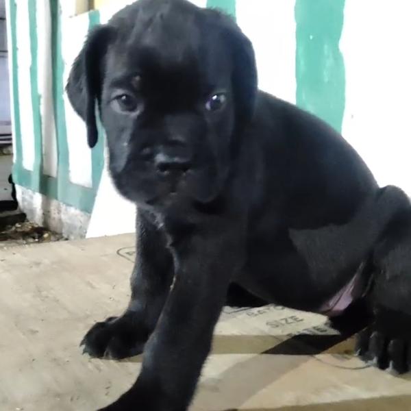 Champion blood line dog breeds