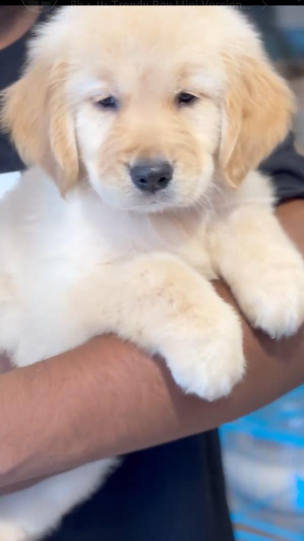 Top quality golden retriever p