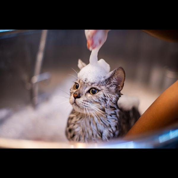 A medicated bath helps treat s