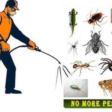 Fauz Pest