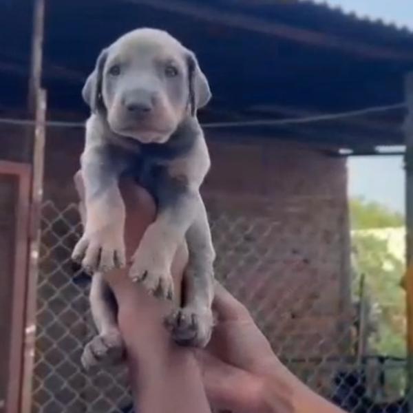 All types of Dogs Breed Puppie