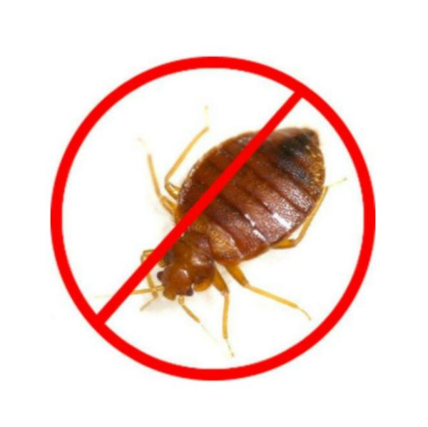 Bed Bug Control services are e