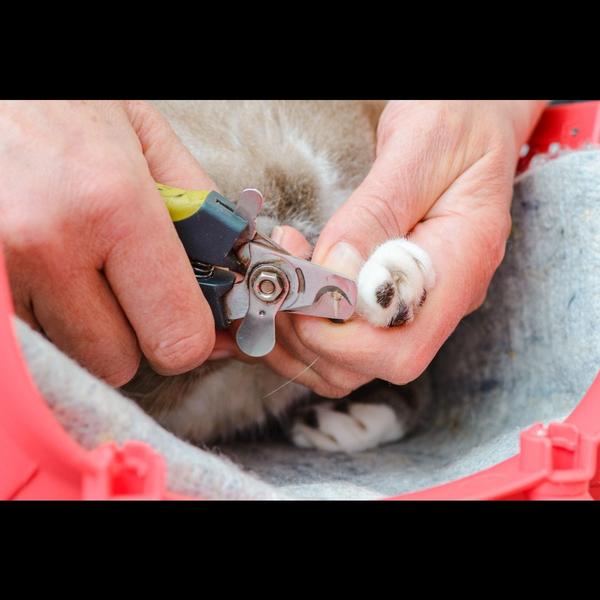 paw care nail trimming chembur