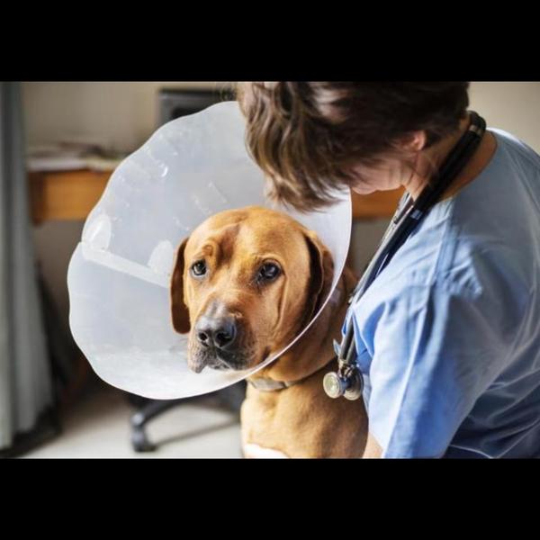 Castration is a safe surgical 