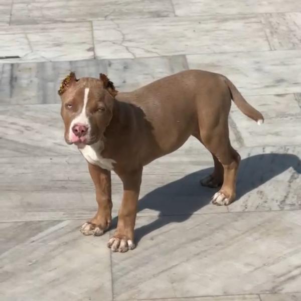 Shitzu Puppies Available For L