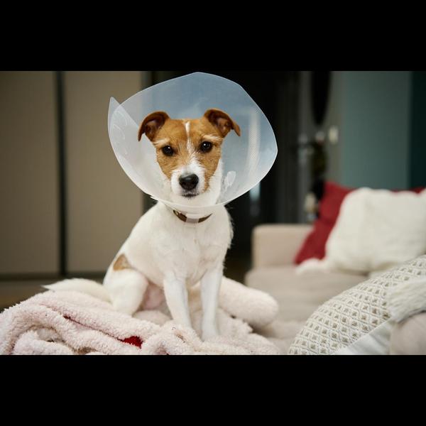 Castration is a safe surgical 