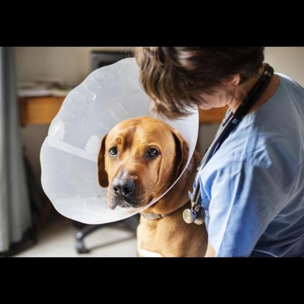 Spaying is