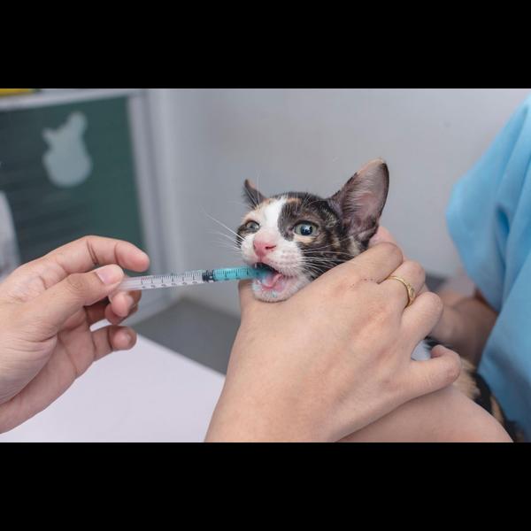 Regular deworming helps remove