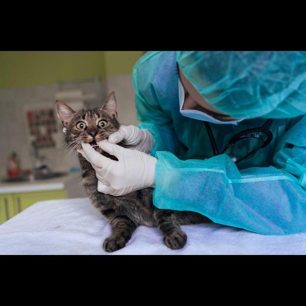 At Nagpada Pet Clinic, we prov