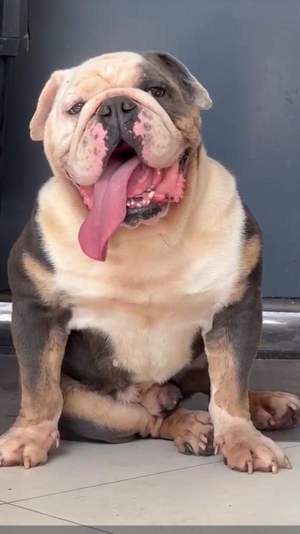 All types of Dogs Breed Puppie