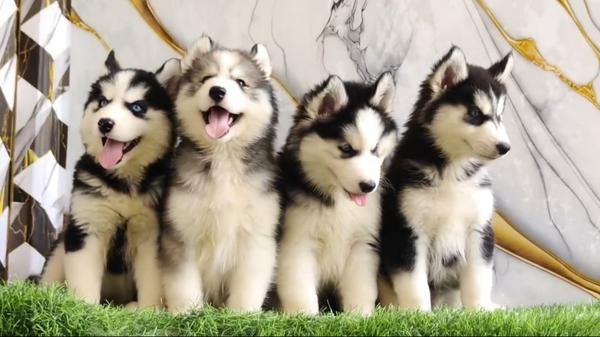 Good quality husky puppies ava