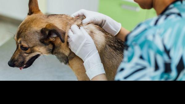 Skin infections in pets can ca