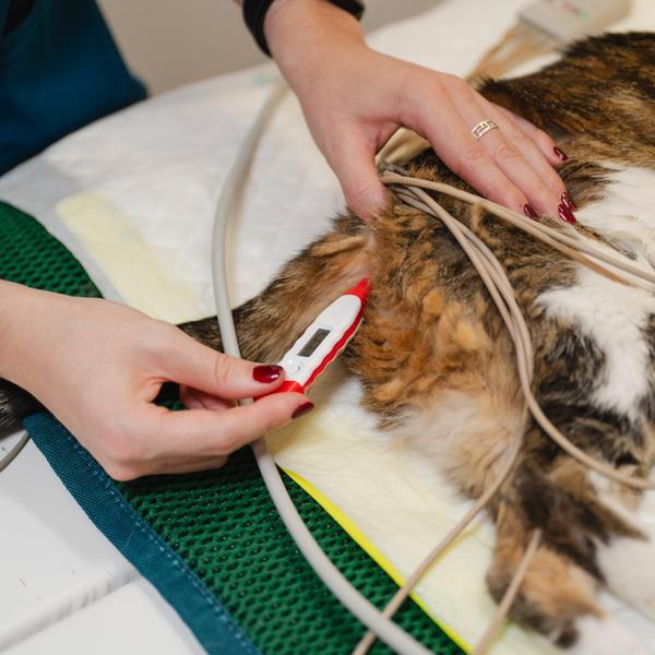 Fever in dogs and cats can be 