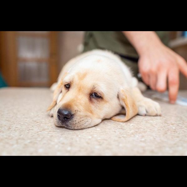dehydration in pets treatment