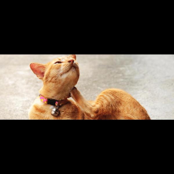 Itchy skin in pets can be caus