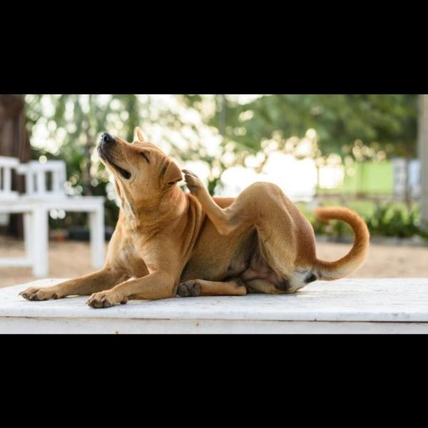 Sneezing and itching in pets c