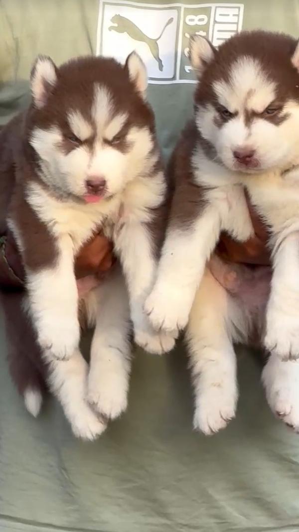Top quality dog puppies in Ami