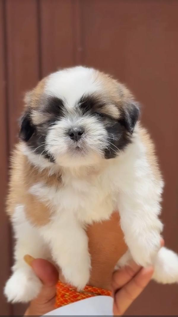 Shitzu Puppies Available For L