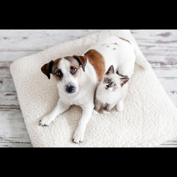 Skin infections in pets can ca