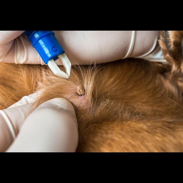 Ticks can