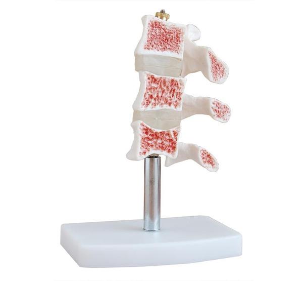 This anatomical model represents a cutaway view of