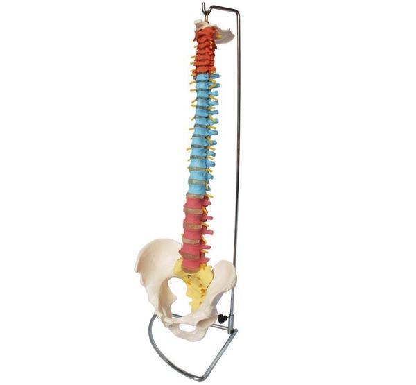 This Didactic vertebral column model with pelvis i