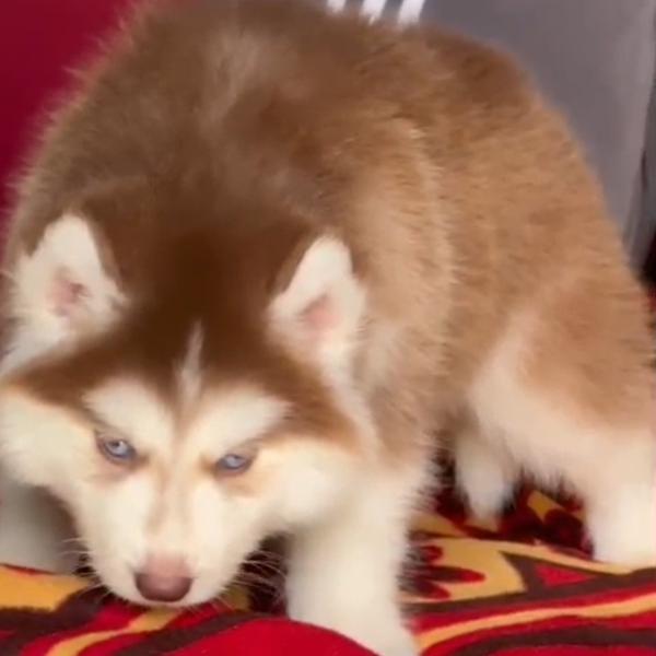 All types of Beautiful Dog bre
