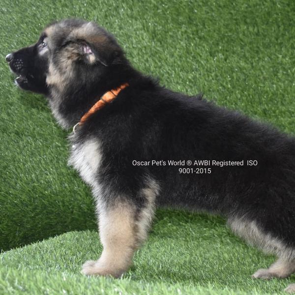 Why does oscarpetsworld.in� s