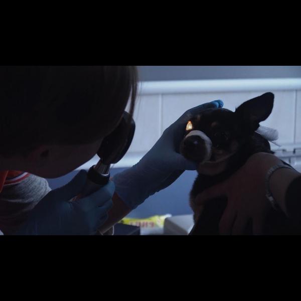 Eye infections in pets can cau