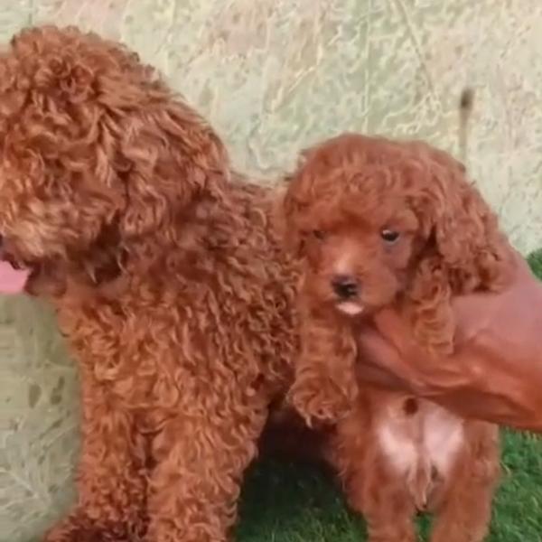 All types of Dogs Breed Puppie