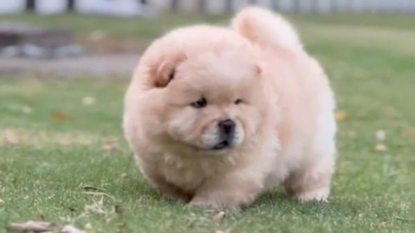 Beautiful Toy Breed Puppies Av