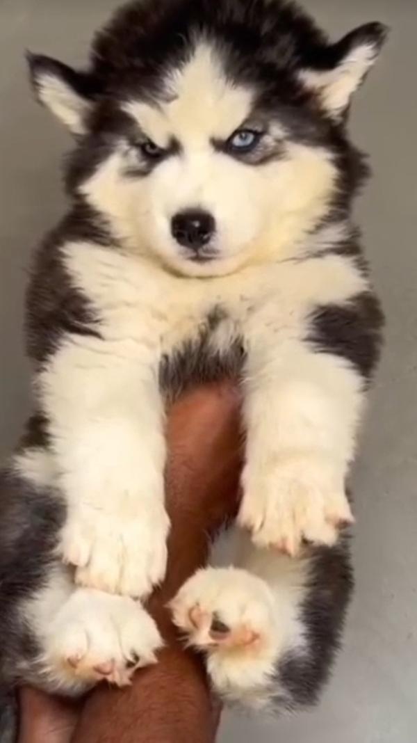 Husky puppies available in Ami