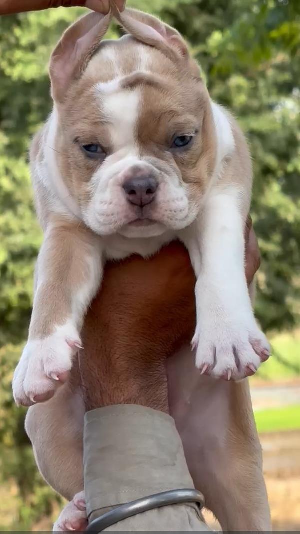 Champion blood line puppies av