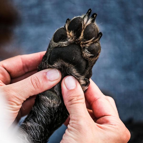 A paw mass