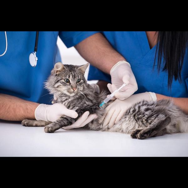 ARV (Anti-Rabies) vaccination 