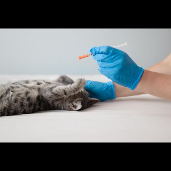 Feligen-CRP vaccination protec