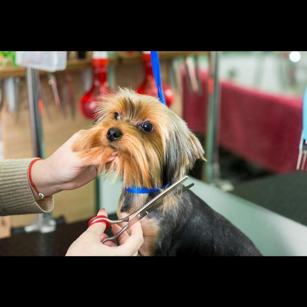 Professional grooming for dogs