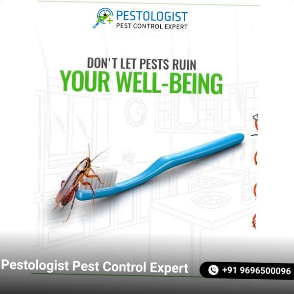 Pest Control In Jaipur Pe