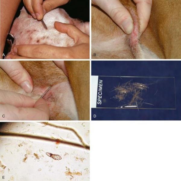 Skin scrap