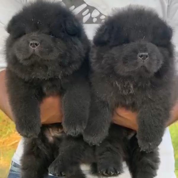 All types of Dogs Breed Puppie