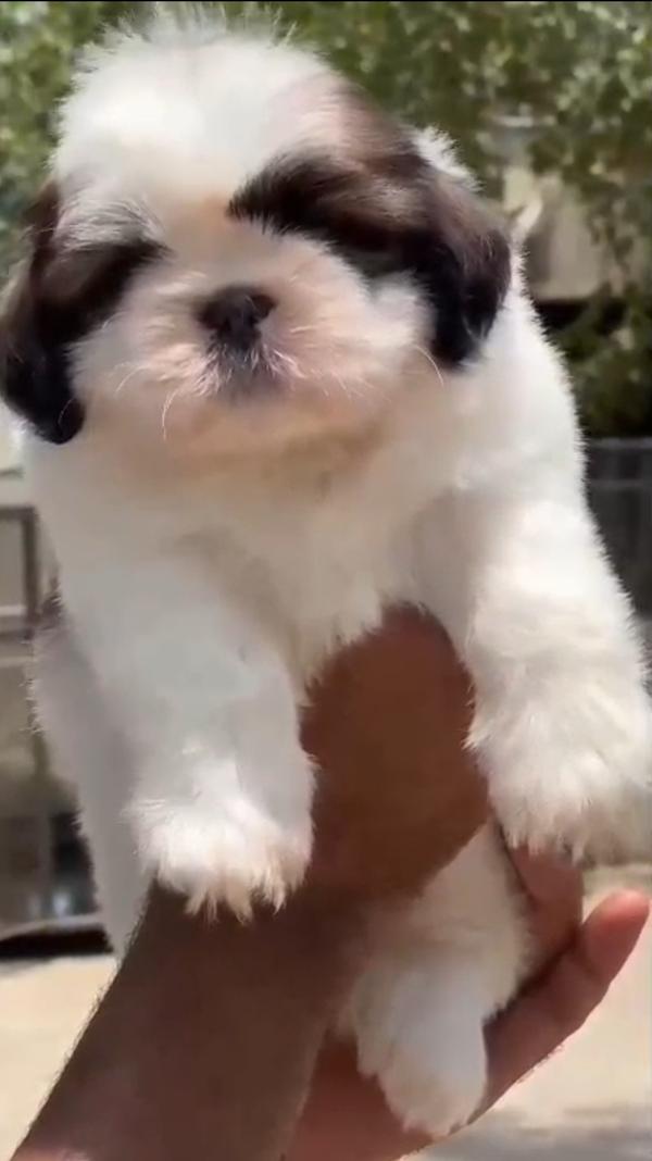 Champion blood line shitzu Pup
